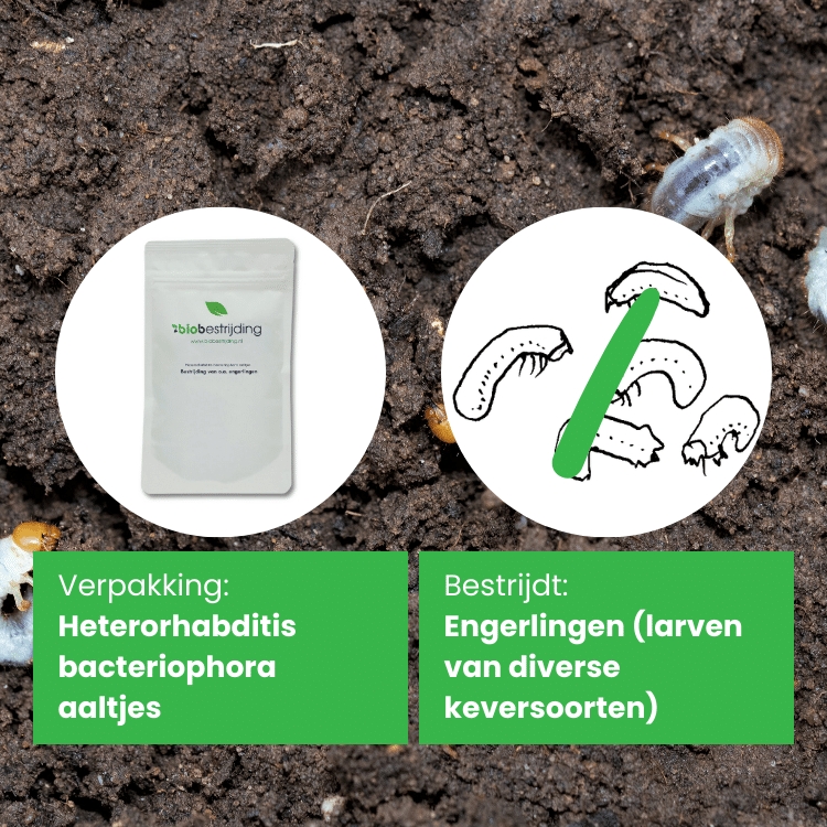 Verpakking: Heterorhabditis bacteriophora aaltjes, bestrijdt: engerlingen (larven van kevers)