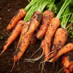 wortels kweken in de groente