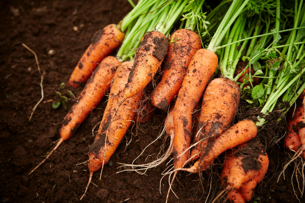 Kweek wintergroenten in je moestuin 