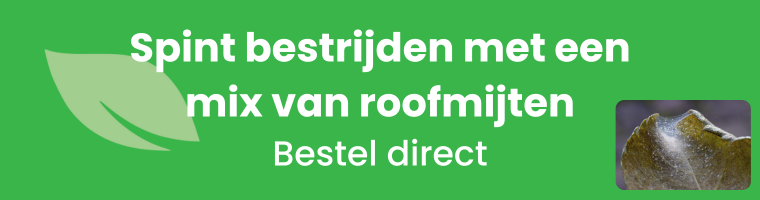 Spint bestrijden met een mix van roofmijten - Bestel direct