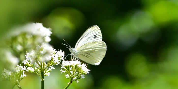 Koolwitje - Pieris brassicae