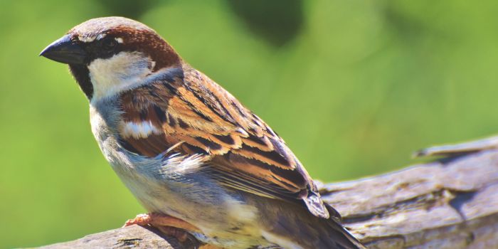 Mus in de tuin Biobestrijding