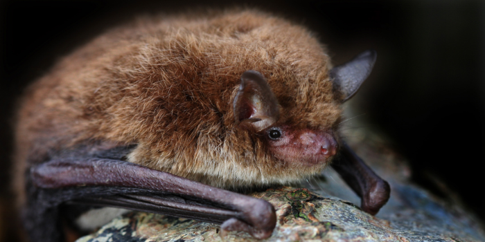 Watervleermuis - Myotis daubentoni