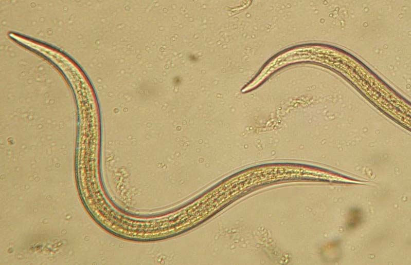 Nematoden microscoop