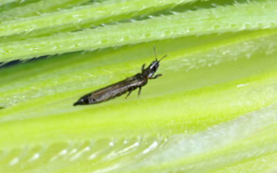 Trips herkennen: zo doe je dat