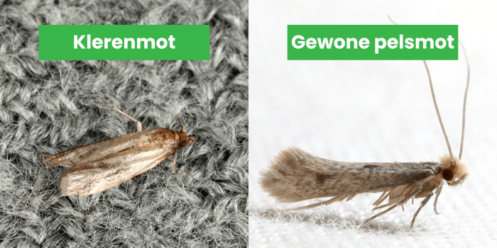 klerenmot en gewone pelsmot