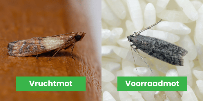 vruchtmot en voorraadmot verschil