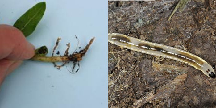 aangetaste plantwortels en rouwvliegjes larve