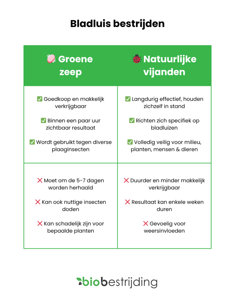Bladluis bestrijden, groene zeep versus natuurlijke vijanden