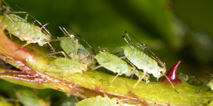 close up bladluizen