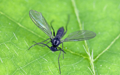 Hoe lang leven rouwvliegjes?