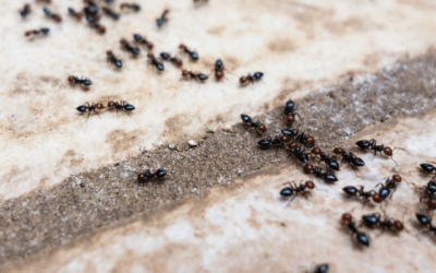Kleine zwarte beestjes in huis