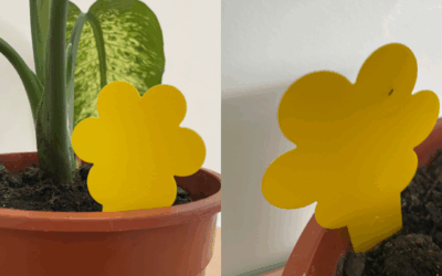 Waarom aaltjes en vangplaatjes dé combinatie tegen rouwvliegjes is