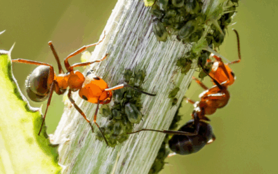Bladluis en mieren: waarom je dit samen moet aanpakken