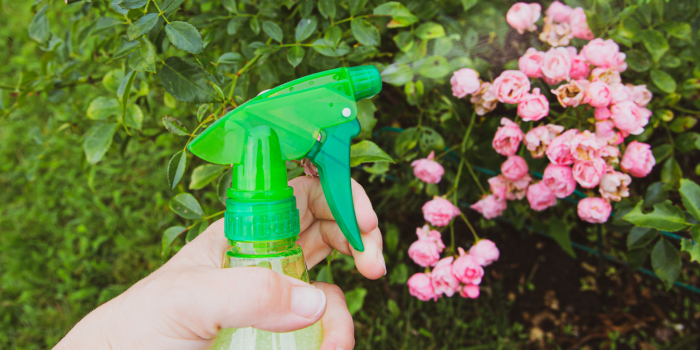 plant behandelen met groene zeep