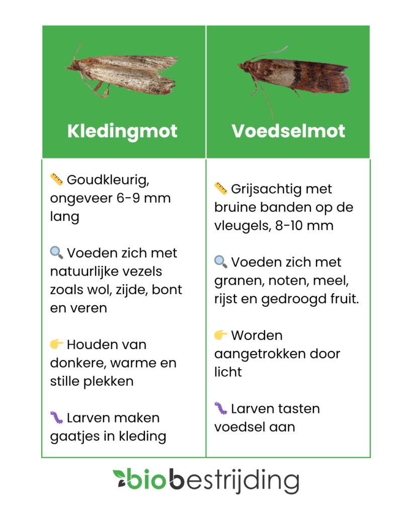 verschil tussen de voedselmot en de kledingmot
