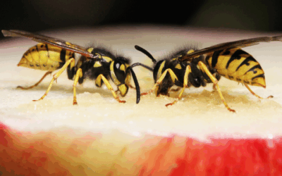 Wespen bestrijden op natuurlijke wijze
