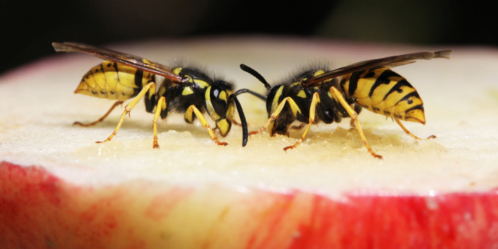 wespen op appel