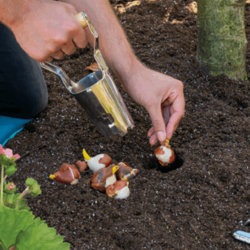bollenplanter in gebruik