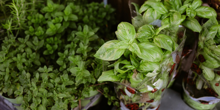 kruidenplanten uit supermarkt