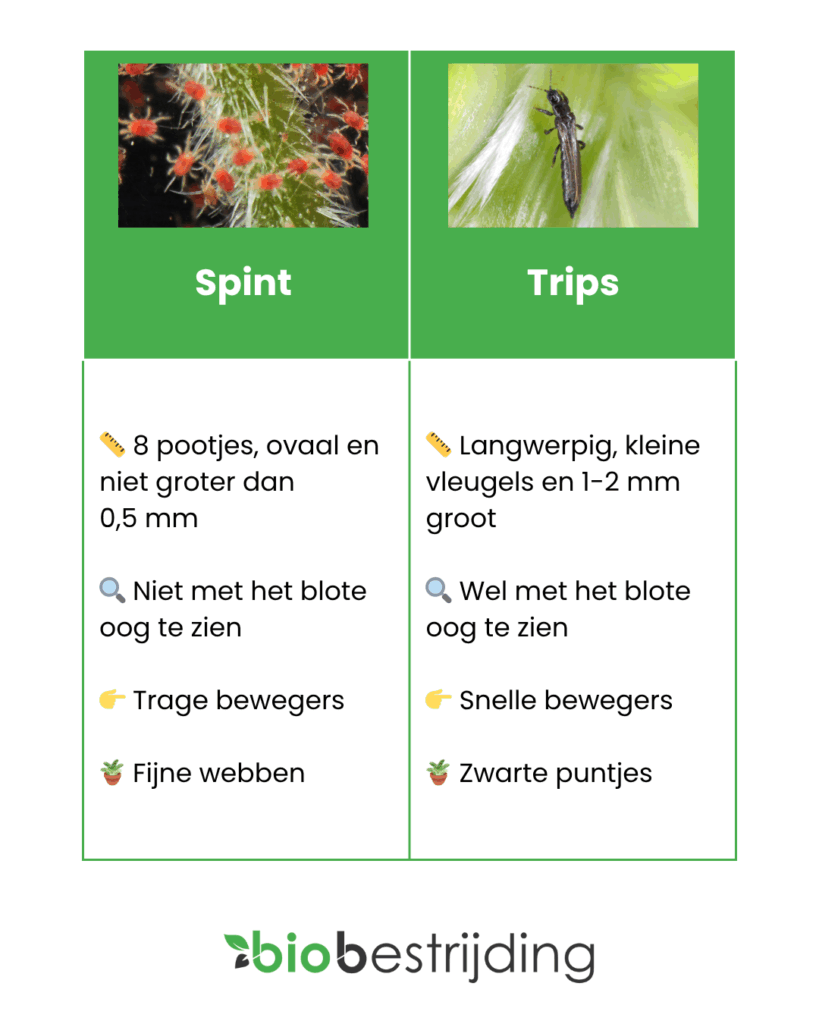 Spint of trips? 4 verschillen