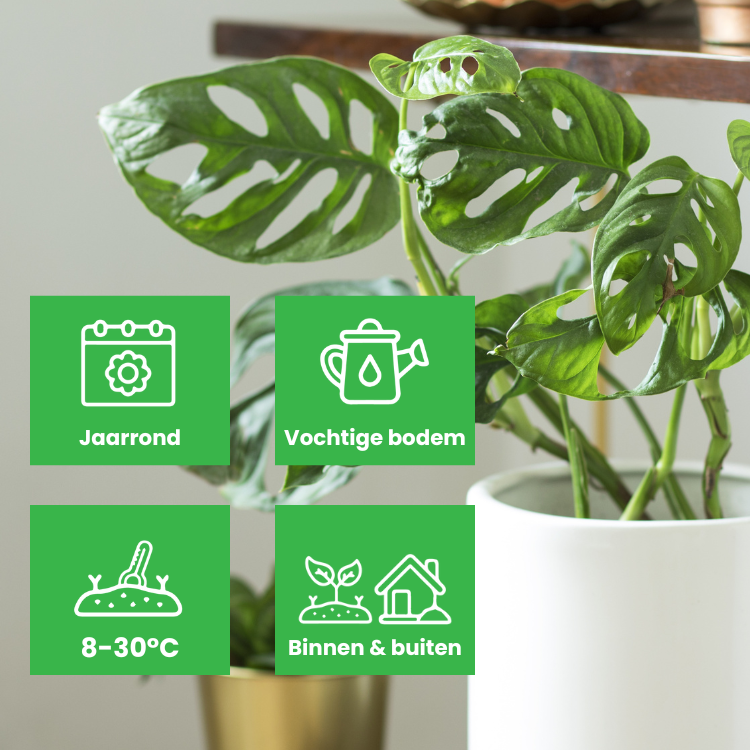 Aaltjes tegen trips in gebruik