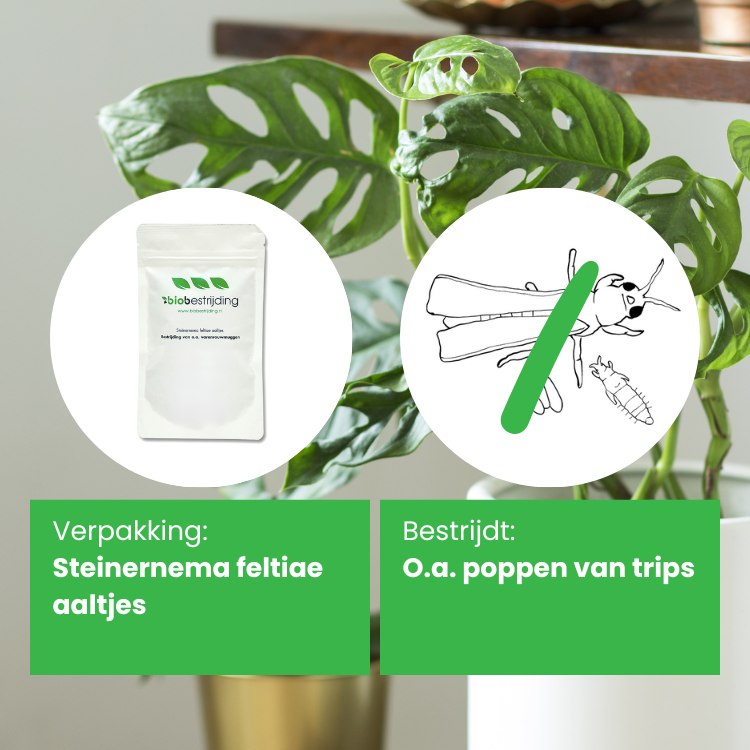 Steinernema feltiae aaltjes tegen trips