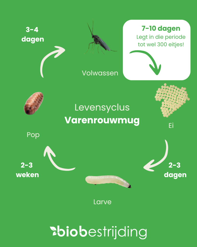 Levenscyclus van rouwvliegjes