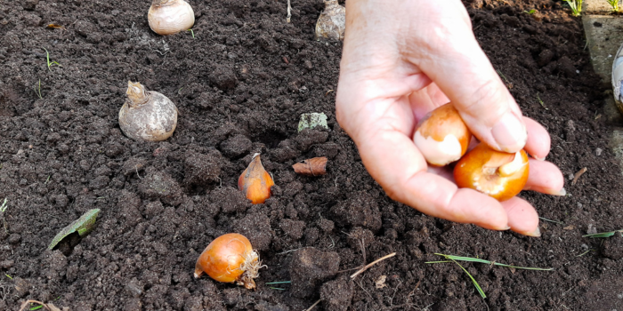 bollen planten
