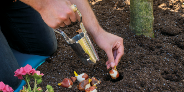 bollenplanter