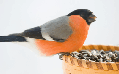 Het belang van biologisch vogelvoer