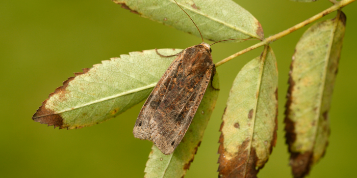 huismoeder Noctua pronuba