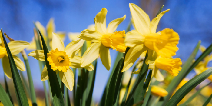 narcissen