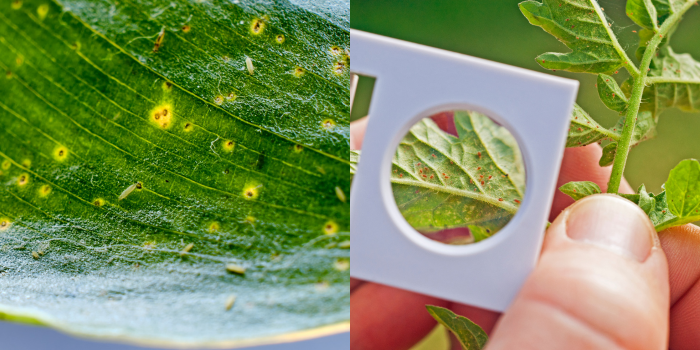 Links schade door trips, rechts schade door spint