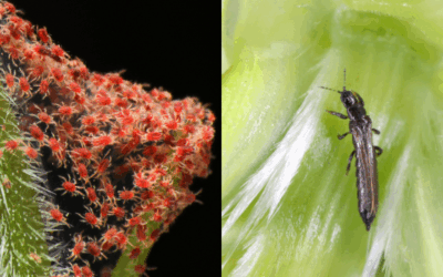 Spint of trips: wat zit er in mijn plant?