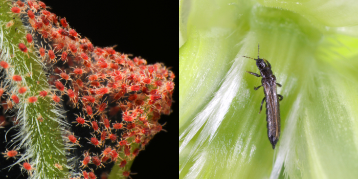 spint-trips spint en trips