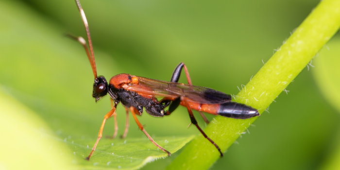 Ammophila sabulosa sluipwesp (Grote Rupsendoder)