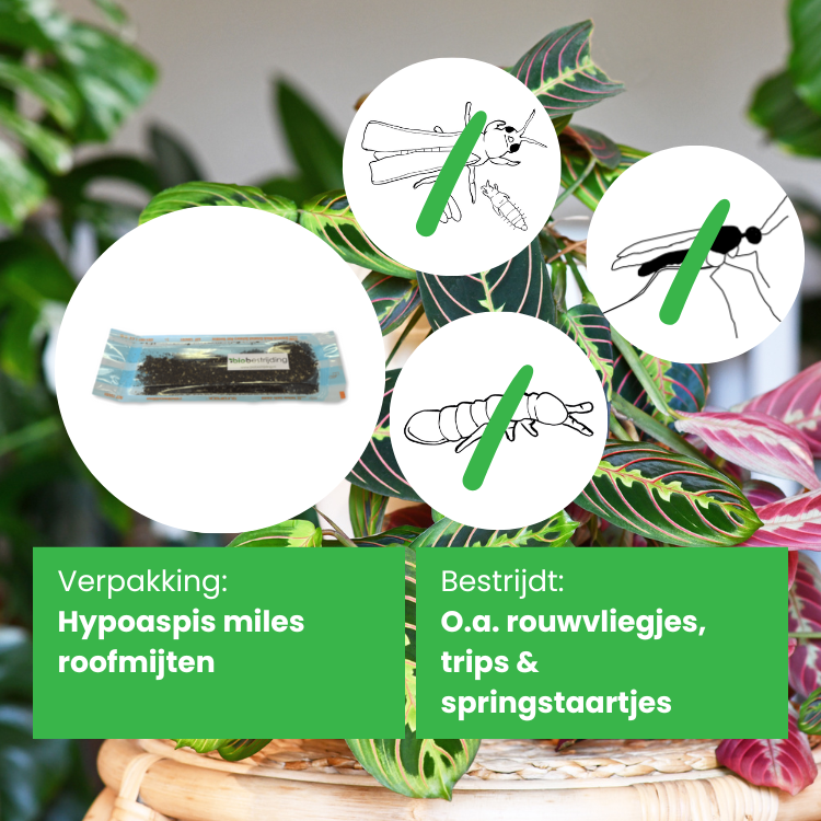 Hypoaspis miles tegen rouwvliegjes trips en springstaartjes