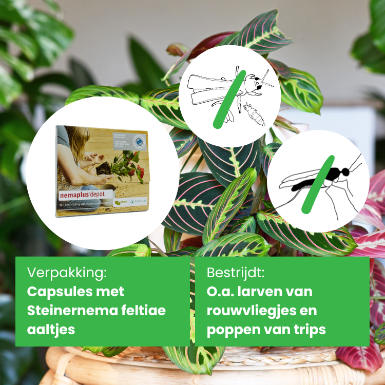 Groene deal: preventief pakket - Afbeelding 2