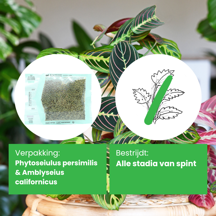 roofmijt tegen spint mix