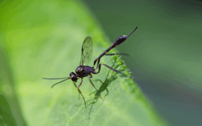 Wat zijn sluipwespen eigenlijk?