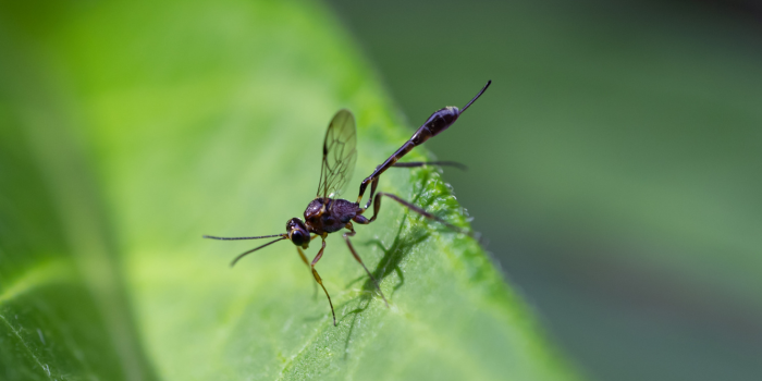 Wat zijn sluipwespen eigenlijk?