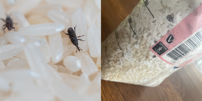 graankever (klander) en aangetast voedsel