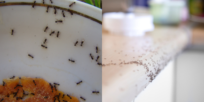 mieren bij voedselresten en in de keuken