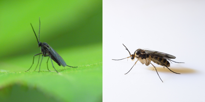 rouwvliegjes uiterlijk