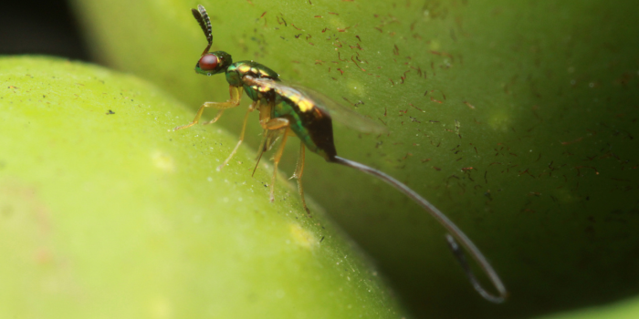 sluipwesp met lange legboor