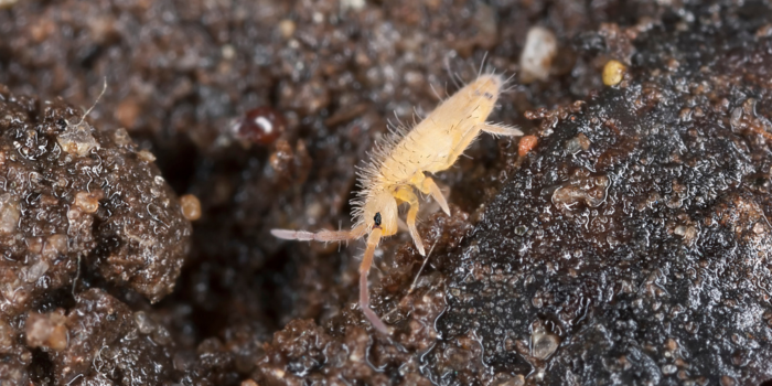 Springstaartje in natte potgrond