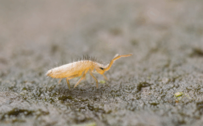 Springstaartjes in je potgrond?