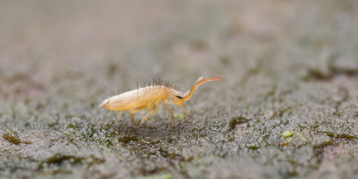 springstaartje-op-de-bodem springstaartje op de bodem