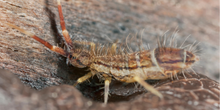 springstaartje op hout